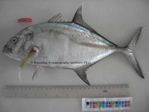 caranx ignobilis
