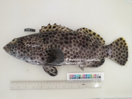 epinephelus macrospilos
