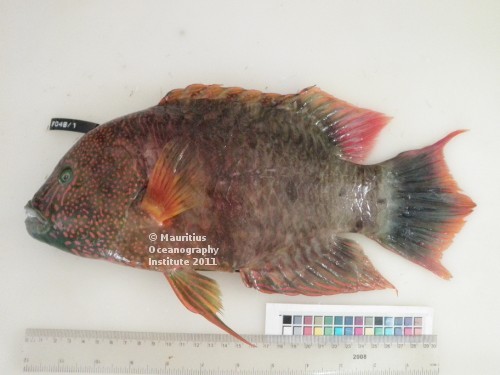 cheilinus trilobatus