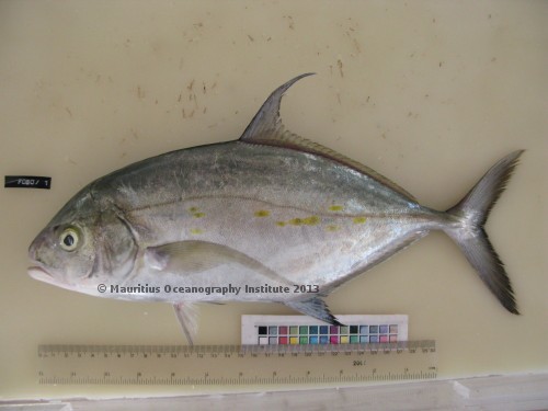 carangoides orthogrammus