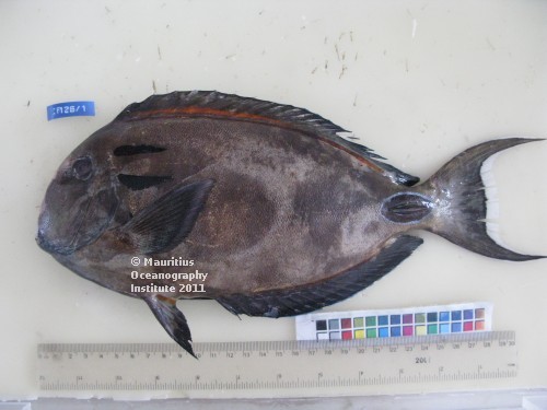 acanthurus tennentii
