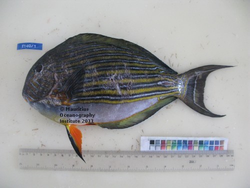 acanthurus lineatus