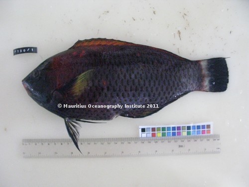 pseudodax moluccanus