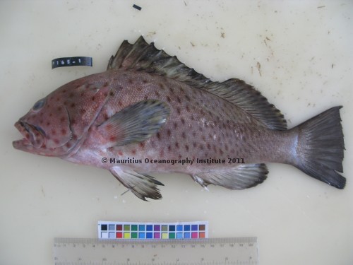 epinephelus longispinis