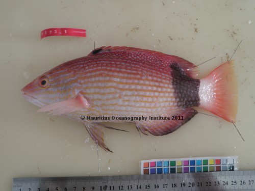  bodianus macrourus