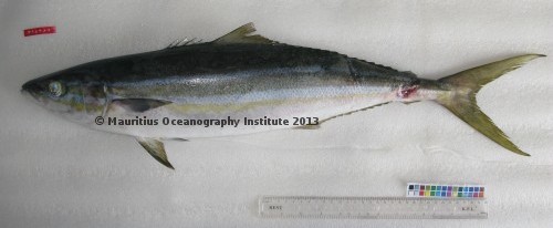 elagatis bipinnulata 