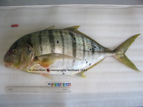  gnathanodon speciosus