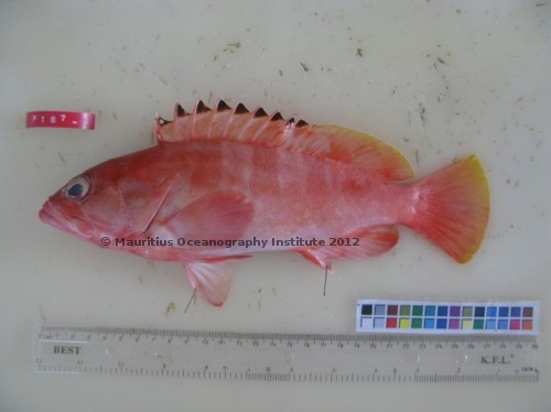 epinephelus fasciatus 